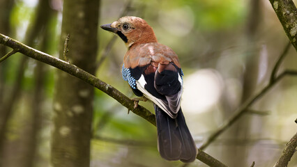 Jay on a branch