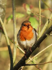 A charming image of a European Robin perched on a branch, possibly about to sing.
