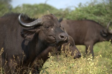 buffalo in Savanna , Animal of Africa