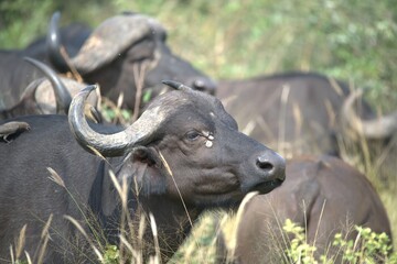 buffalo in the road, Savanna , Animal of Africa
