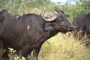 buffalo in the road, Savanna , Animal of Africa