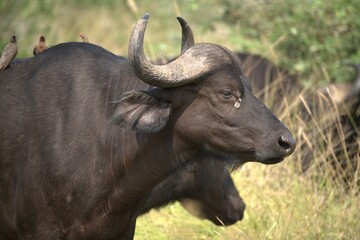 Fototapeta premium buffalo in the road, Savanna , Animal of Africa