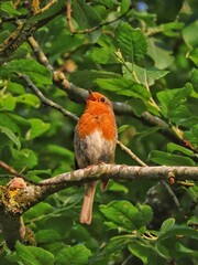 A charming image of a European Robin perched on a branch, possibly about to sing. Its vibrant orange breast contrasts beautifully with the green foliage in the background. 