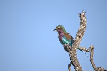 Coracias caudatus Lilac breasted roller in savanna - Bird  of africa
