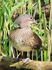 A charming image of a female Mandarin Duck perched on a mossy branch or log, surrounded by vibrant green reeds, likely observed in a UK wetland.