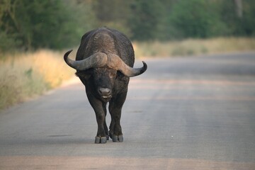 buffalo in the road, Savanna , Animal of Africa