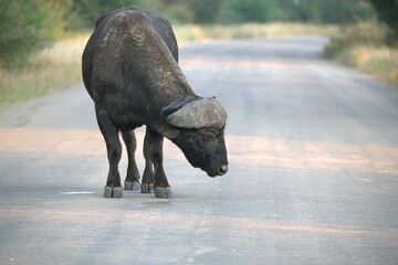 buffalo on the Road, Savanna , Animal of Africa