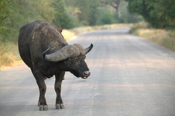buffalo on the Road, Savanna , Animal of Africa