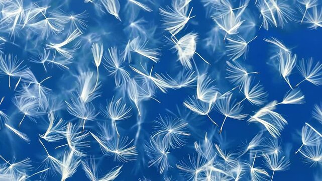dandelion seeds scattered against vibrant blue background, creating a delicate dreamy pattern