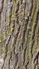 Tree bark with yellow lichen growth captured in macro detail
