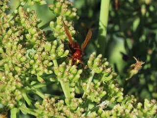 An artistic interpretation of the wasp, focusing on the amber hues of its body and the contrasting...