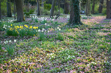 Obraz premium Trees and flower meadow in a city park