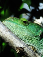 This photograph showcases the unique features of a chameleon, its eye focused intently. 