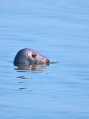 Fototapeta premium seal in water