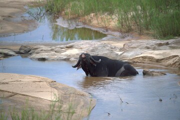 buffalo in the river, Savanna , Animal of Africa