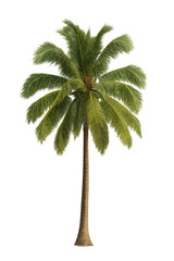 palm tree isolated