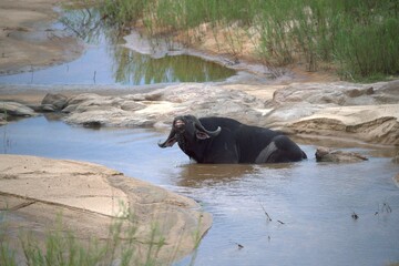 buffalo in the river