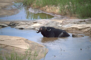 buffalo in the river