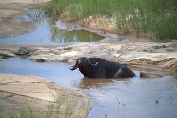 buffalo in the river
