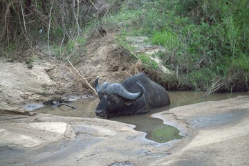 buffalo in the river