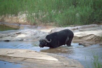 buffalo in the river
