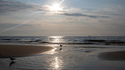 Obraz premium A sea at low tide and at sunset, with some seagulls on the sandy beach