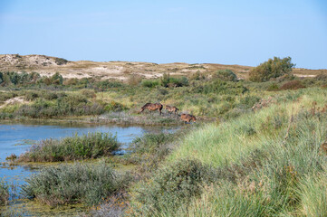 Wild horses at a small lake in a dune landscape