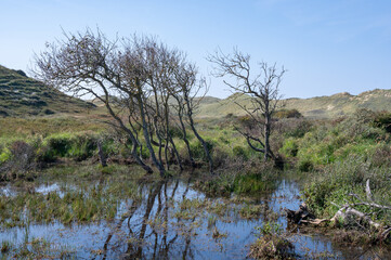 Landscape in a dune nature reserve with a lake