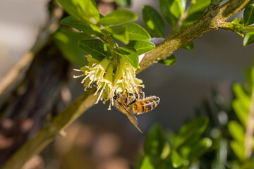 Obraz premium an european honey bee with yellow pollen on its legs on a yellow blossoms in sunlight 