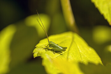 close-up of a small green grasshopper on a yellow leaf in the sunshine and blurred background