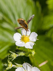 a bomber fly or bee fly hovers over the white blossom of a strawberry in the sunlight