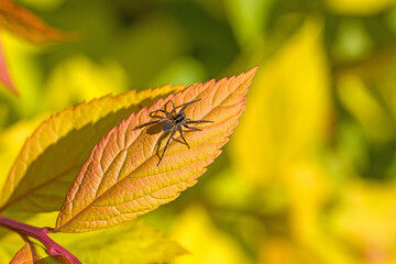 close-up of a wolf spider on a yellow leaf in the sunshine and blurred background