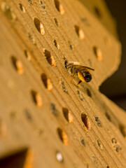 an european red mason bee at a wooden insect hotel at a breeding tube in the sunlight