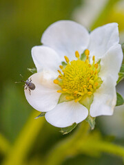 a small black apple blossom weevil on a white blossom with blurred background