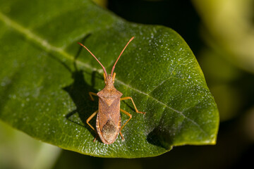 a brown squash bug on a green leaf in the sunshine and blurred background