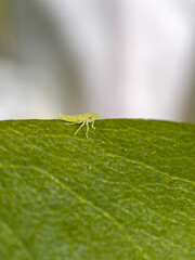a small young light green larva of the rhododendron leafhopper on a green leaf in front of a light background