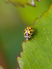 a yellow 14 spotted ladybug on a green leaf in the sunshine