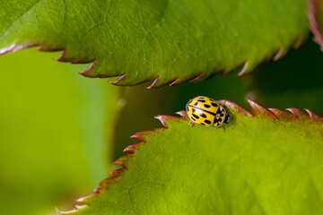 a yellow 14 spotted ladybug on a green leaf in the sunshine