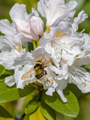 a garden bumblebee on a white pink blossom of the rhododendron in the sunshine