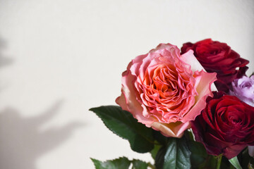 カラフルな薔薇