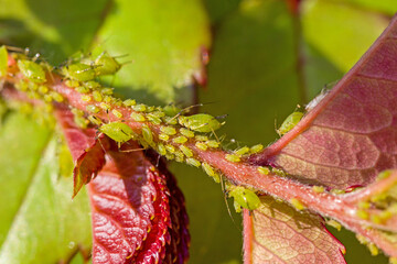 close-up of many small green aphids sucking on the stem of a rose with sunlight 