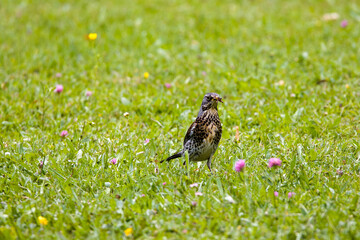 a fieldfare on a lush green meadow with insects in its beak