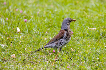a fieldfare on a lush green meadow with insects in its beak