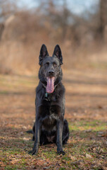 A young German Shepherd stands alert in a natural setting, its ears perked and eyes bright with curiosity. Its sleek, tan-and-black coat glistens in the sunlight as it explores the grassy terrain, sur