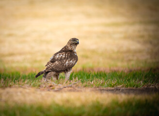 Bird of prey, Eagle