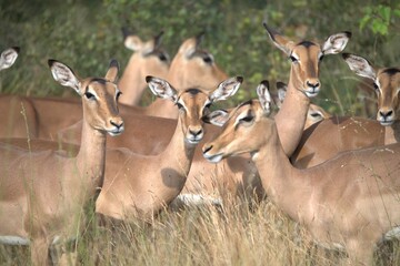 impala in the savannah, Animal of africa