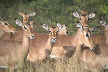 impala in the savannah, Animal of africa