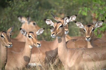 impala in the savannah, Animal of africa