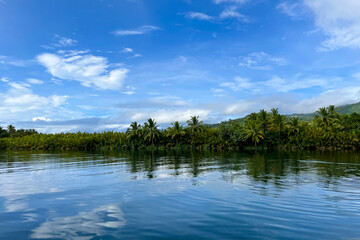 Fototapeta premium tropical river in jungle with palm trees on the shore against sky