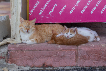 Adorable orange tabby cat naps with her kittens on a cozy doorstep under a pink sign. A sweet...